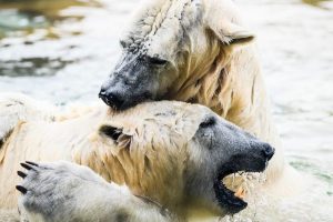 Two polar bears playing