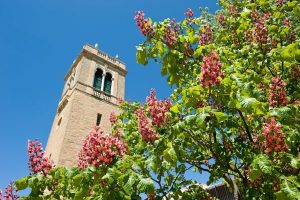 Photo of blooming trees in front of Carillon Tower