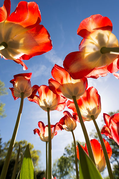 Spring is Here: Be safe, Stay well, and have fun!