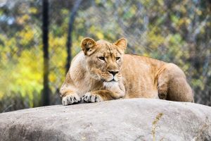 Female lion resting on a rock