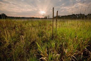 Grasses in a prairie