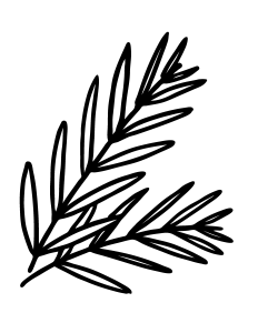 Date leaves sketch, Jumana Tanner