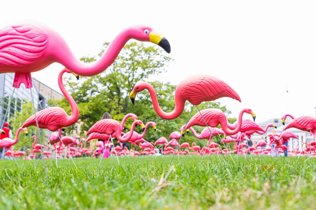 Fill the Hill is October 9-10: Which Flamingo are You?