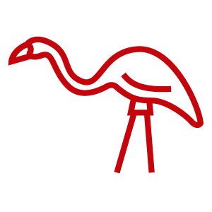 Get ready, Badgers–the flamingos are coming back!